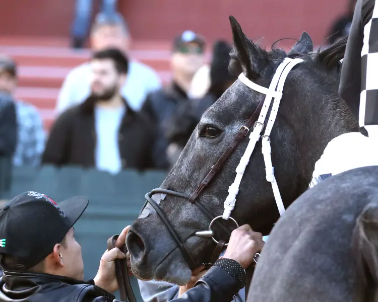 SPEED KING - The Southwest Stakes G3 - 60th Running - 01-25-25 - R10 - Oaklawn Park - Come Back 02 - Renee Torbit.jpg