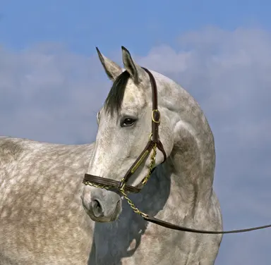 Winter Memories euthanized in May at 15