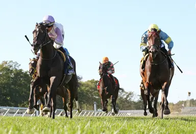 Gallorette: Ribaltagaia finally gets to run races back to back in U.S.