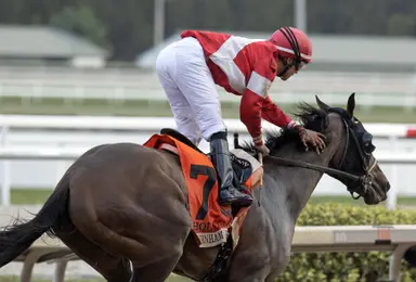 Miss Macy Sue's legacy includes top sires Not This Time, Liam's Map