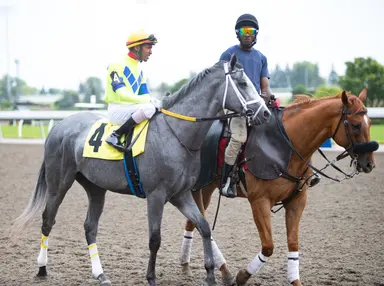 King's Plate pedigree profile: Kaukokaipuu