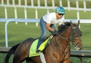 Storm Cat's influence greatly felt in this year's Kentucky Derby