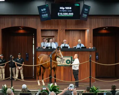 Flightline colt sells for $10.5 million at Ocala Breeders’ Sales Co. spring sale