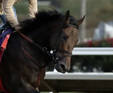 Promising Euro Detain makes U.S. debut