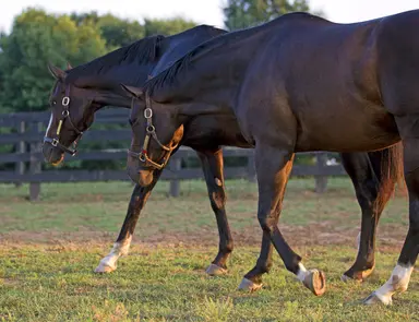 Hot Dixie Chick, Grade 1 winner and producer, dies at 18