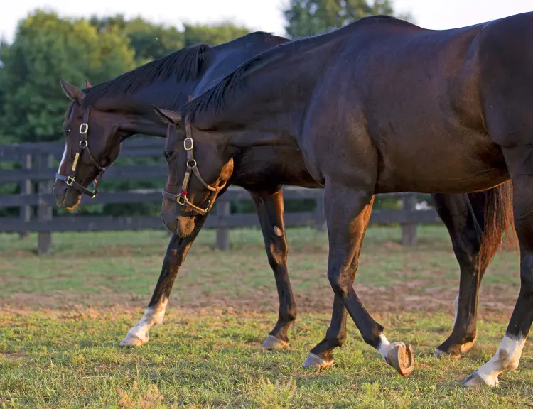 Rachel Alexandra.Hot Dixie Chick02.6-20-12.BL_.jpg