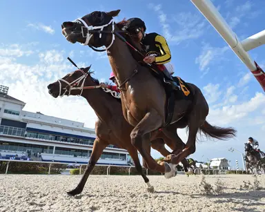 Dontlookbackatall tries middle distance in comeback race