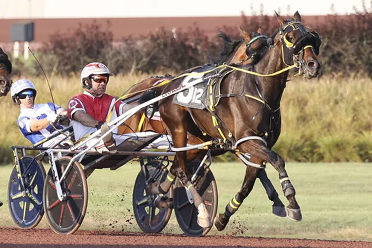 Dandy Ideal 8-16-25