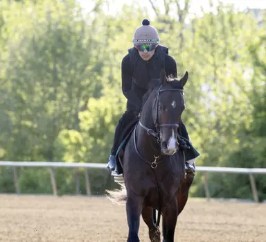 Preakness may not be flashy, but large field doesn't lack intrigue