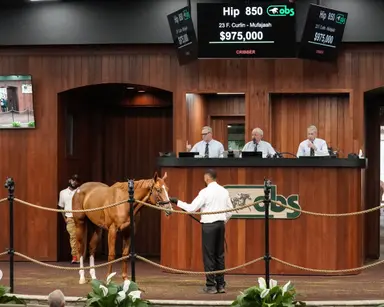 OBS June sale: Curlin filly sells for sale-record $975,000
