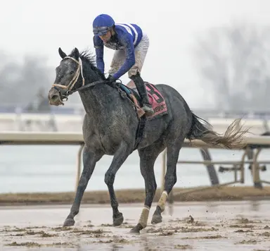 Weekend GamePlan: Picks for Royal Heroine, Bachelor, Woodhaven