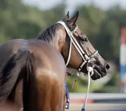 Breeders' Cup Turf Sprint: Lovell hoping for chance to run Doncho