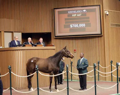 Median, average prices rise at Keeneland January sale