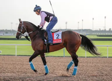 Ushba Tesoro, Senor Buscador have Breeders' Cup Classic goal