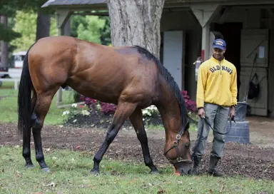 The Big Beast euthanized at 15