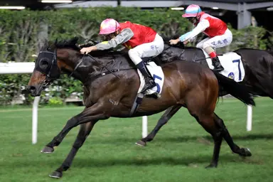 Majestic Knight aims to bounce back at Happy Valley