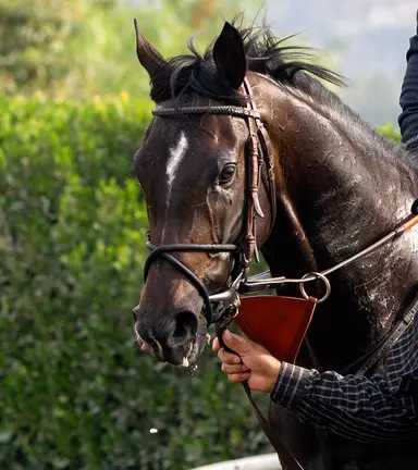 Good Magic, Not This Time colts highlight under-tack preview show for Ocala Breeders March sale