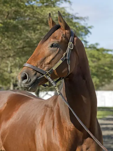 Report of Mares Bred continues to show decline in foal crop for 2025