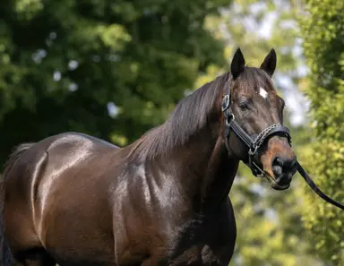Canadian Stallions: Ghostzapper exciting addition to Ontario