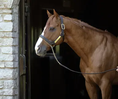 Justify to stand for $200,000 at Ashford Stud
