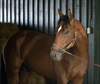 Journalism's Preakness win gives Curlin another classic