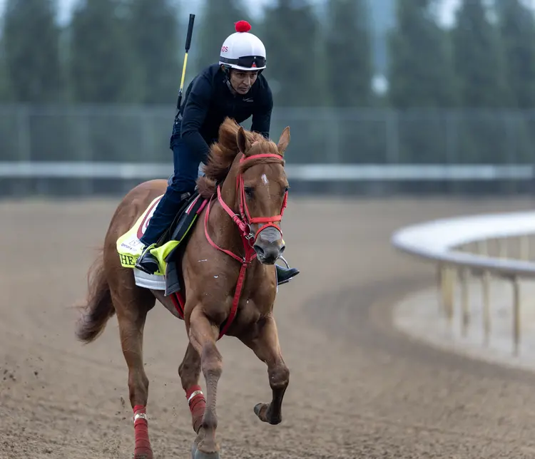 The Puma01.04-25-26.DRO_.jpg