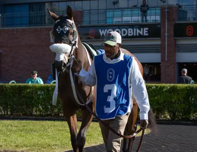 Mrs D goes long in Mazarine after missing cut in Breeders' Cup 