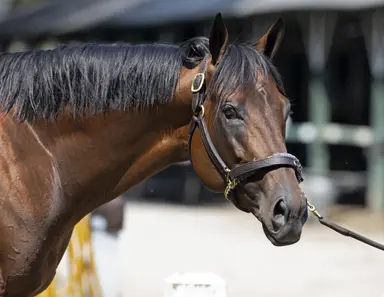 Jockey Club reports 26,597 mares bred in North America in 2023