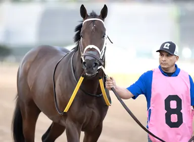 Fountain of Youth hopefuls put in final workouts