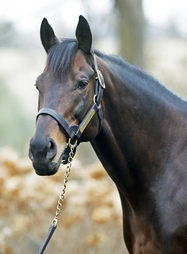 Uncle Mo.Ashford Stud.1-3-19.BL_.jpg