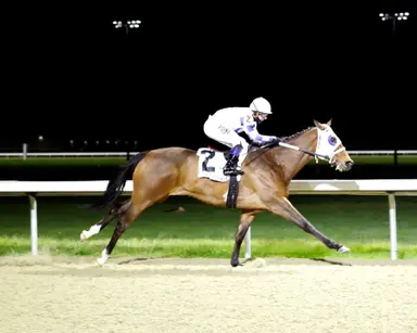 Flying Black appears to be cycling back into form