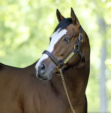 Report of Mares Bred projects slight decline for 2026; Tiz the Law tops sires