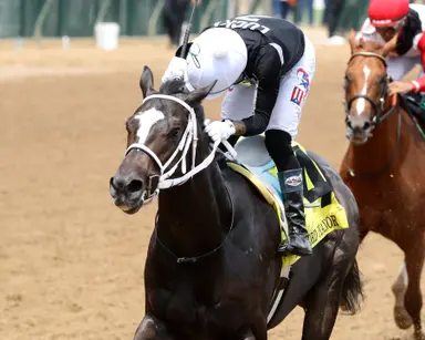 Fasig-Tipton July: Romeo tops horses of racing age sale at $1.7 million