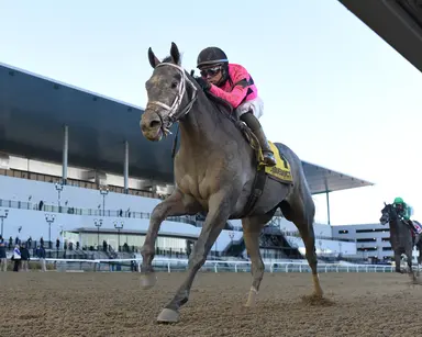 Wood Memorial: Withers winner Hit Show to start from the outside in 13-horse field