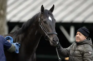 Belmont Stakes 2025: Rodriguez following sire Authentic's late-blooming path