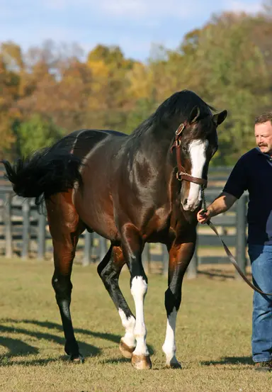 Long-time N.Y. stud Freud pensioned
