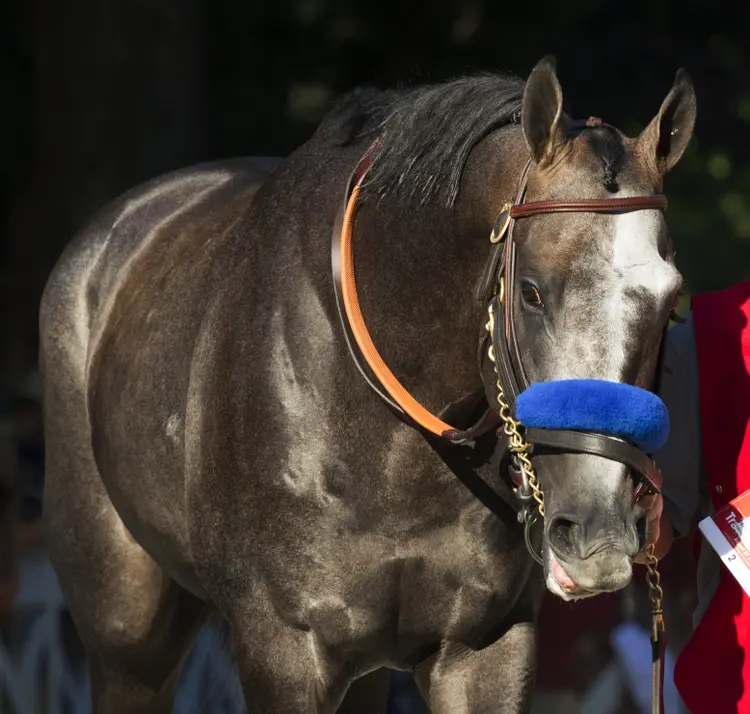 Arrogate17.8-27-16.BL_.jpg