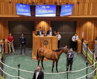 Fasig-Tipton Saratoga yearling sale: Half-sister to Journalism fails to meet reserve at $3.9 million