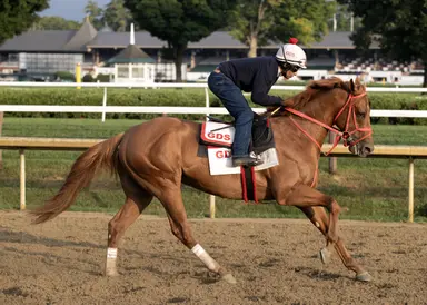 DRF's Horse Racing Playbook for Saturday, Aug. 29, 2026