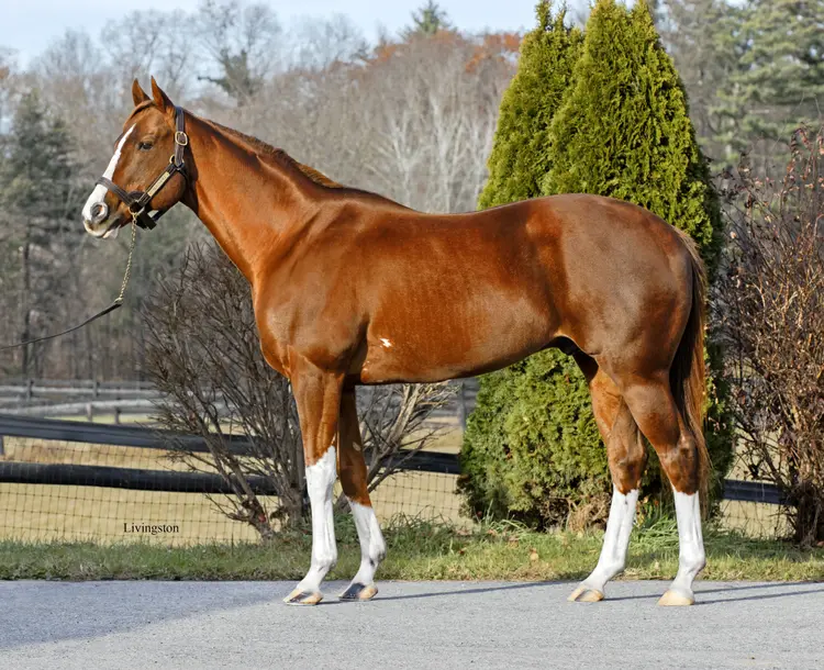 Bucchero at McMahon of Saratoga.BL