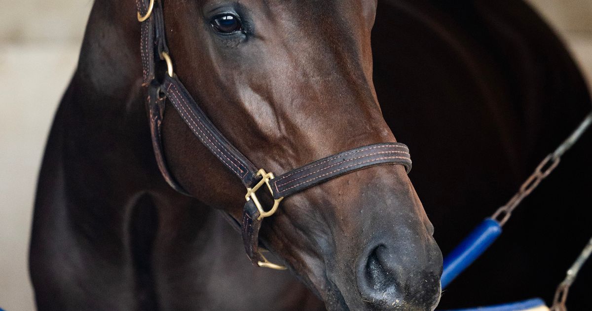 Captivator drops from Grade 2 into allowance