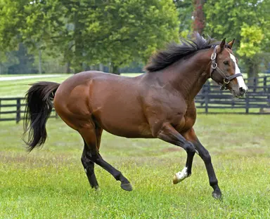 Into Mischief on top of sire standings at midway point of 2025