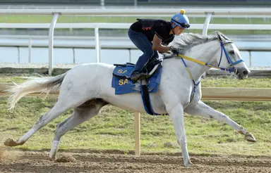 White Abarrio retired, will stand at Gainesway Farm