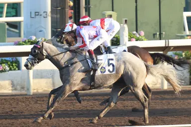 Mark Newnham targets BMW Hong Kong Derby start for Talents Ambition