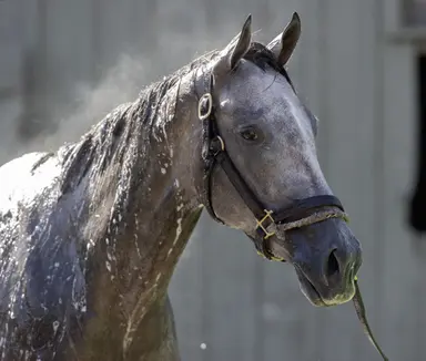 Keeneland January sale catalogs 1,317; Pretty Birdie re-offered