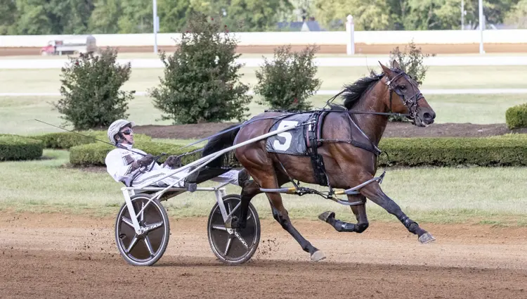 magnifico hanover3_Amanda