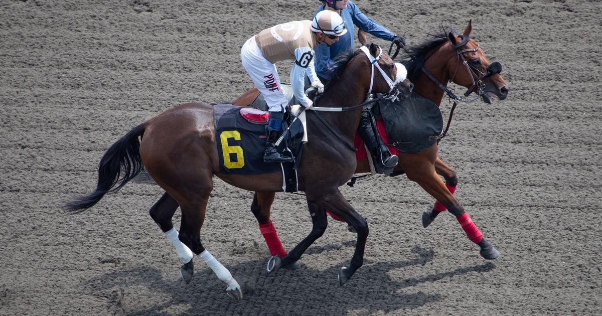 Souper Survivor better prepared against easier group in Bull Page