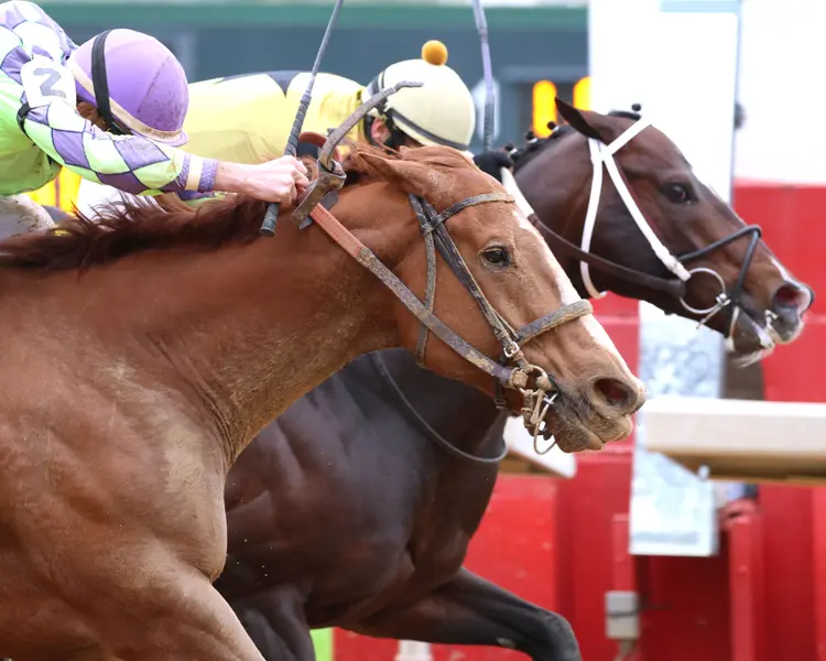 JAXON TRAVELER - The Whitmore Stakes G3 - 78th Running - 03-16-24 - R09 - Oaklawn Park - Tight Finish 01 - Holly Smith.jpg