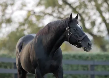 Medaglia d'Oro pensioned from stud duties