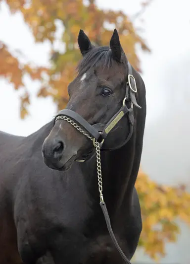 Leading sires, state-by-state, in 2023